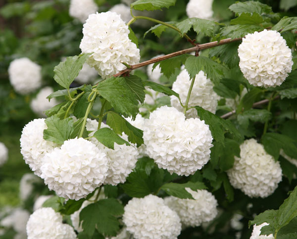 Japanese Snowball Small Flowering Tree