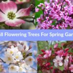 small flowering trees