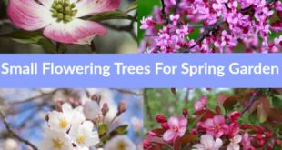 small flowering trees