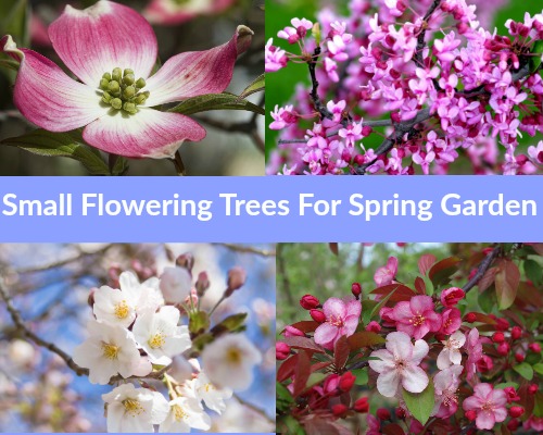 Top 10 Small Flowering Trees That Offer Wonderful Spring Blooms