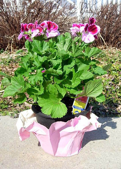 recycle old planters