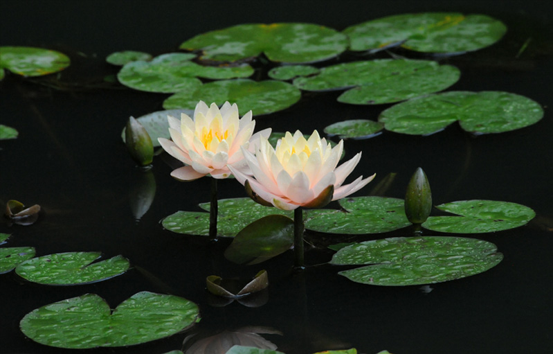 Rain Lily –Zephyranthes floating pond plants