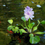 floating pond plant