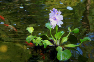 floating pond plant