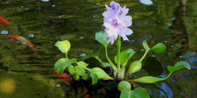 floating pond plant