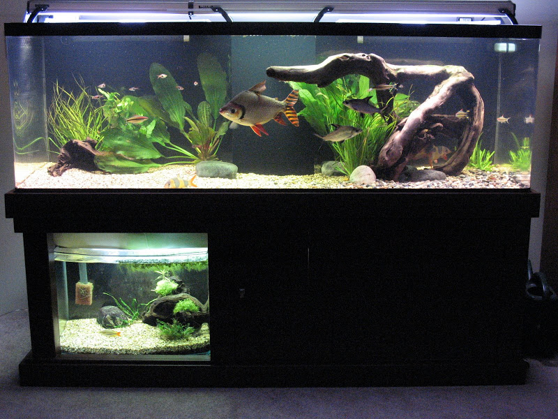 180 Galloon DIY Fish Tank Stand
