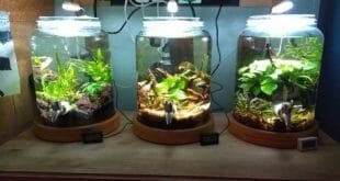 DIY Fish Tank Ideas