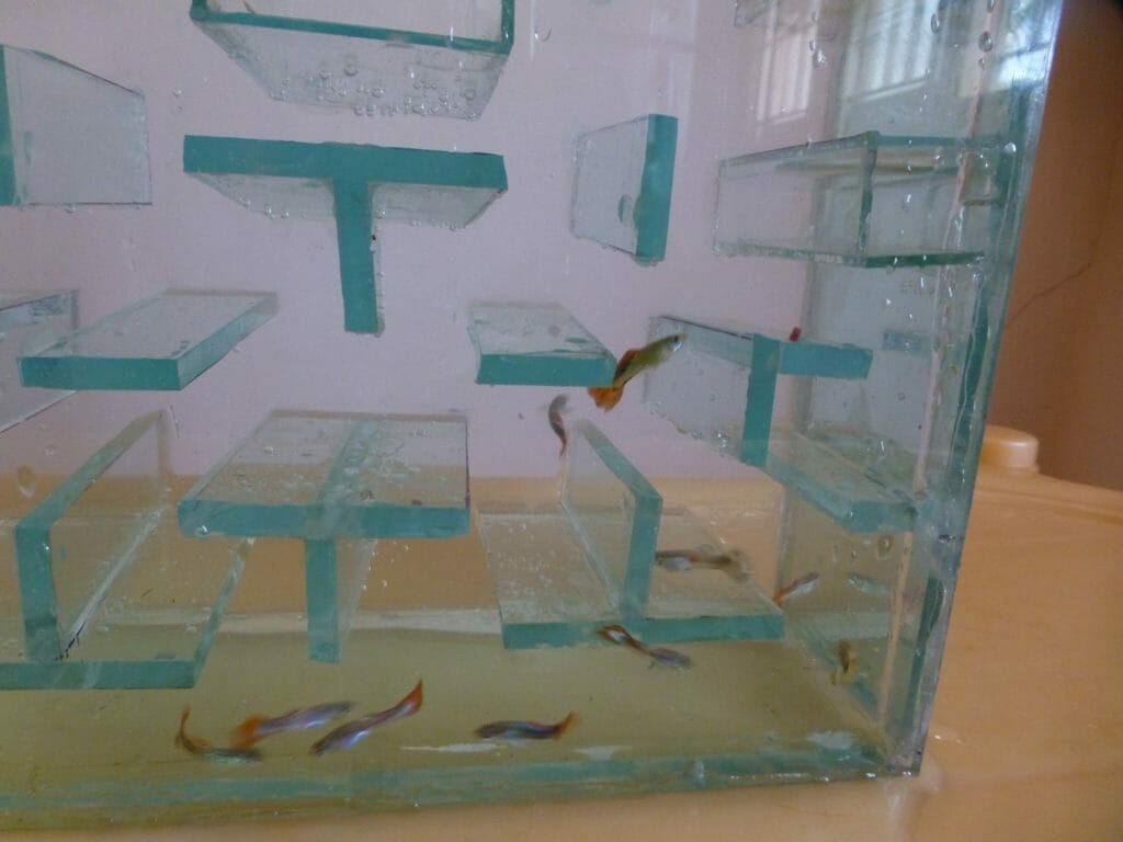 Pac Man Fish Tank