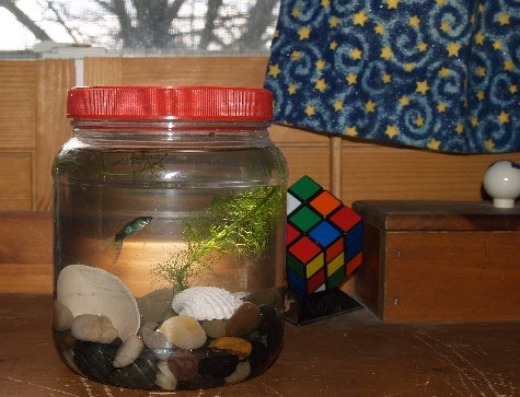Mini DIY Aquarium
