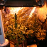 DIY grow tent