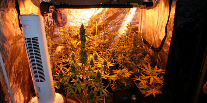 21 DIY Grow Tent Projects For Growing Plants Indoors – Home And ...