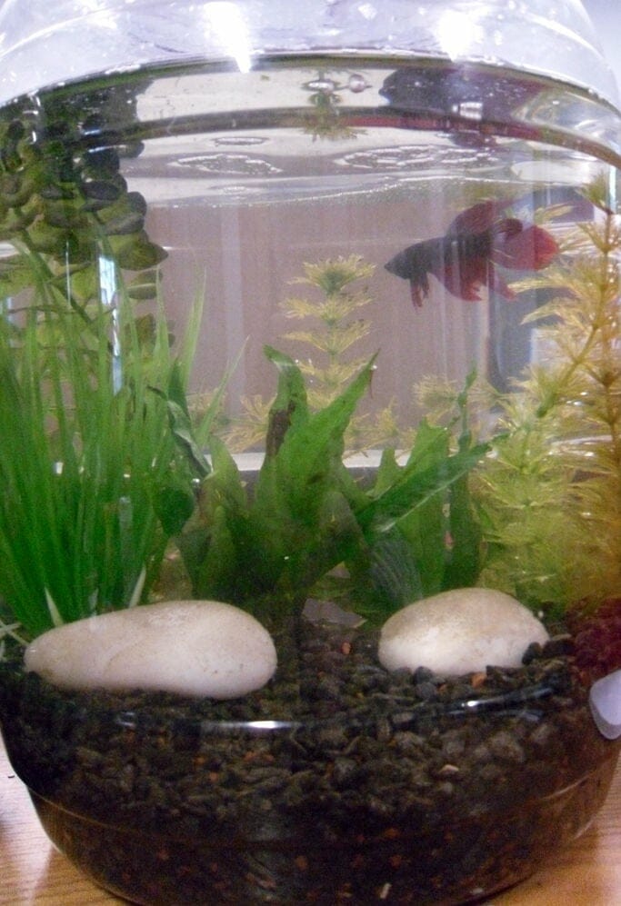 Cheese Ball Fish Tank