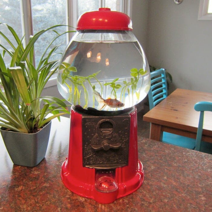 Gumball Fish Tank